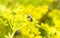 A Western Honeybee Apis mellifera Seeks Pollen in Bright Yellow Wildflowers