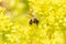 A Western Honeybee Apis mellifera Seeks Pollen in Bright Yellow Wildflowers