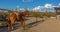 Western Horse Saddled Up With Southwest Background