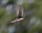 western house martin in flight with beak full of captured insects