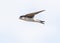 western house martin in flight with beak full of captured insects