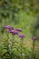 Western Ironweed