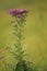 Western Ironweed