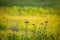 Western Ironweed wildflowers