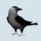 Western Jackdaw