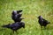 Western jackdaw bird. Coloeus monedula