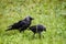 Western jackdaw bird. Coloeus monedula