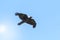 Western Jackdaw bird Coloeus Monedula in flight