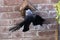 Western jackdaw bird, Coloeus monedula, trying to eat from small birdhouse