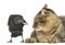 Western Jackdaw and cat looking at each other, isolated