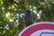Western jackdaw Coloeus corvus monedula sitting on road sign, one blue eyed bird on green background