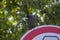 Western jackdaw Coloeus corvus monedula sitting on road sign, one blue eyed bird on green background
