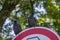 Western jackdaw Coloeus corvus monedula sitting on road sign, two blue eyed birds on green background