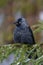 Western jackdaw - Coloeus monedula