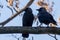 The western jackdaw Coloeus monedula, also known as the Eurasian jackdaw, European jackdaw, or simply jackdaw