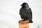 Western jackdaw or Coloeus monedula syn. Corvus monedula in winter