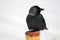 Western jackdaw or Coloeus monedula syn. Corvus monedula in winter