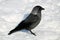 Western jackdaw or Coloeus monedula syn. Corvus monedula in winter