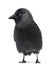 Western Jackdaw Corvus monedula