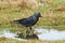 Western Jackdaw (Corvus monedula)