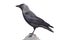 Western jackdaw (Corvus monedula)