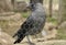 Western jackdaw (Corvus monedula)