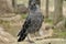 Western jackdaw (Corvus monedula)