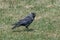 The western jackdaw Corvus monedula on the green grass