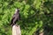 Western jackdaw Corvus monedula. Single bird perching on Ð° concrete pillar in a bright May day. Beautiful, smart bird, looking f