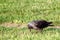 Western jackdaw Corvus monedula. Single birds standing on the grass in a bright ÐœÐ°y day. Beautiful birds, looking for lo