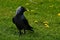 Western jackdaw, Corvus monedula sits on the grass