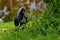 Western jackdaw, Corvus monedula sits on the grass