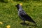 Western jackdaw, Corvus monedula sits on the grass
