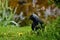 Western jackdaw, Corvus monedula sits on the grass