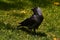 Western jackdaw, Corvus monedula sits on the grass