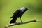 The Western Jackdaw Corvus monedula sitting on a branch with green background. Typical smart raven bird sitting on a branch