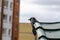 The Western jackdaw (Corvus monedula) sitting on edge of awning