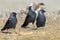 Western Jackdaw Corvus monedula three individuals perched in the meadow on an unfocused background. Spain.