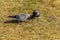 Western Jackdaw crow feed on wide variety of plant material