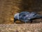 The Western jackdaw or European jackdaw (Coloeus monedula) with shiny black and grey plumage