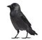 Western Jackdaw looking away, Corvus monedula, (or Eurasian Jack