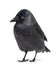 Western Jackdaw looking away, Corvus monedula, or Eurasian Jackdaw