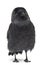 Western Jackdaw looking away, Corvus monedula, or Eurasian Jackdaw