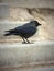 Western Jackdaw looking away, Corvus monedula, or Eurasian Jackdaw, or European Jackdaw or simply Jackdaw against white