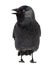 Western Jackdaw looking left with its beak open, Corvus monedula, (or Eurasian Jackdaw, or European Jackdaw or simply Jackdaw) ag