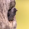 Western Jackdaw looking from tree cavity