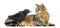 Western Jackdaw and lying cat looking at each other, isolated