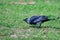 Western jackdaw on a meadow