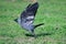 Western jackdaw on a meadow