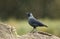 Western jackdaw perching on a tree log in the falling rain